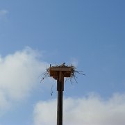 Osprey nest. Goole říká že Osprey je mořský orel. : Baja2011